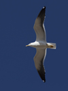 1cy fuscus in August, ringed in Finland. (81365 bytes)